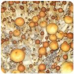 Псилоцибиновые (галлюциногенные)  грибы Psilocybin "Golden Teacher" в Спас-Клепиках