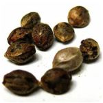 Семена марихуаны АК-47  (Seeds AK-47) в Спас-Клепиках